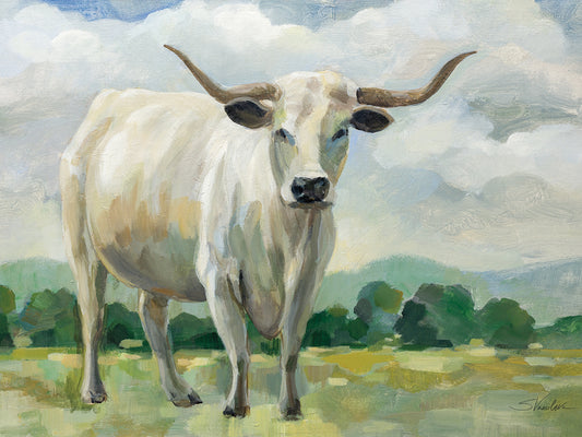White Longhorn Cow Canvas Print