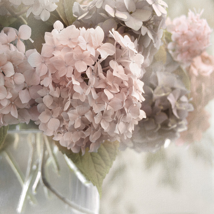 Soft Summer Hydrangea