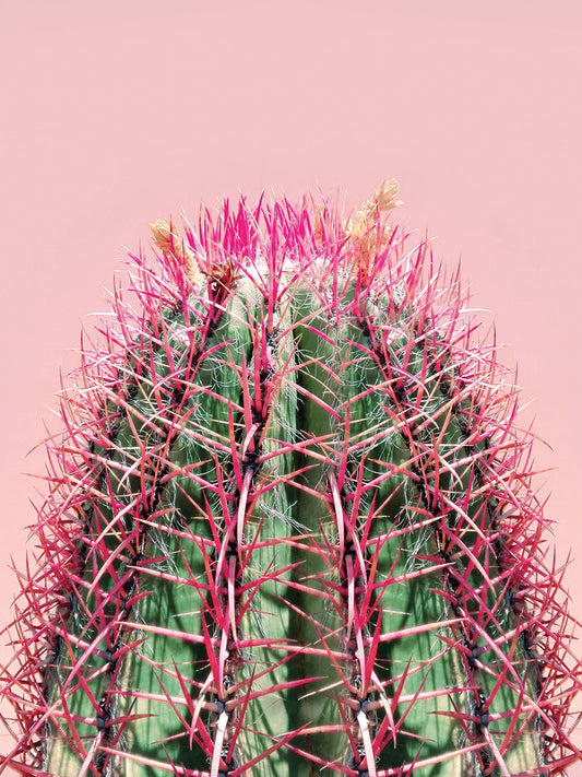 Cactus on Pink 2