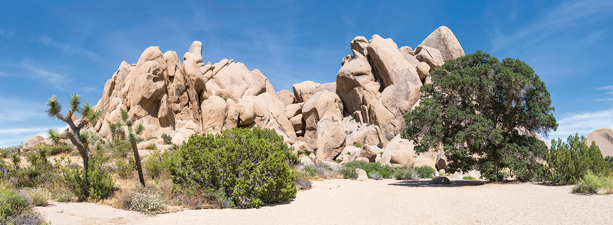Life Oak - Joshua Tree National Park Panorama