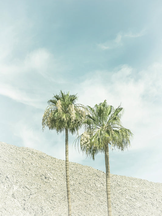 Vintage Palm Trees in the desert Canvas Print