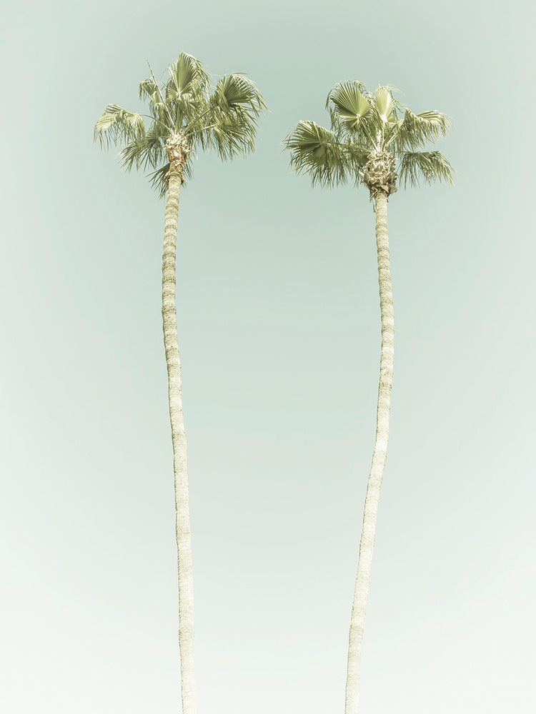Vintage Palm Trees