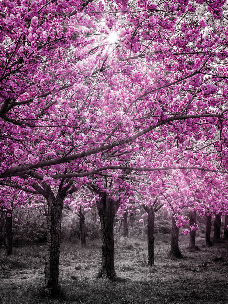 Cherry blossoms in sunlight