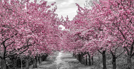 Panoramic cherry blossom alley Canvas Print