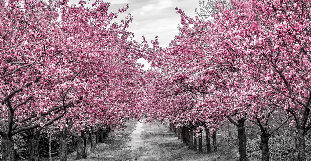 Panoramic cherry blossom alley