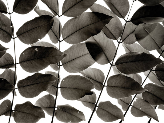Branches and Leaves I