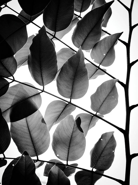 Branches and Leaves II