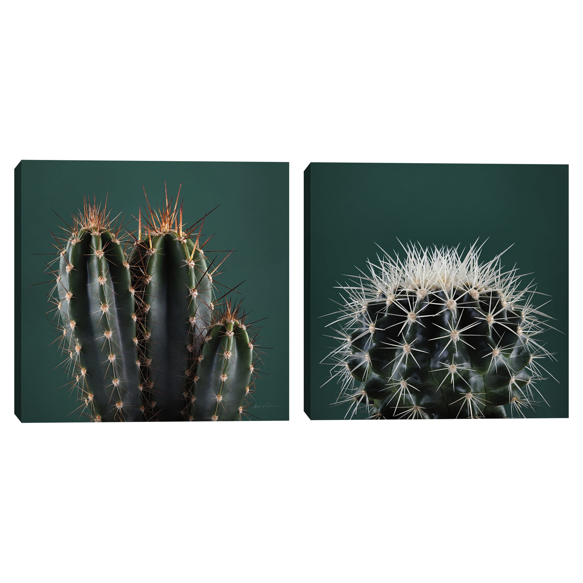 Cacti II & III