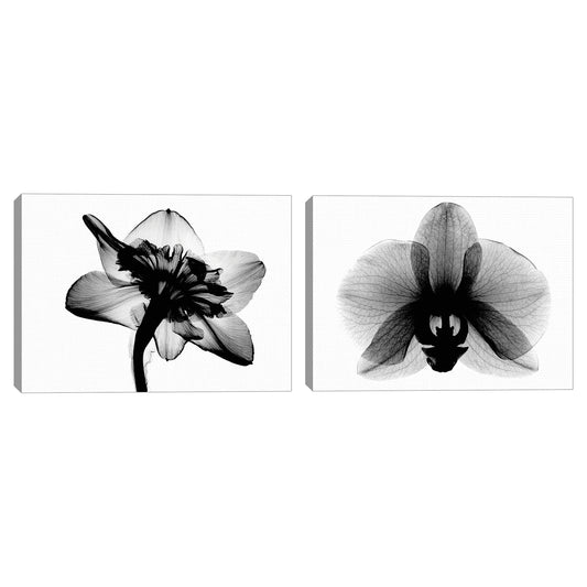 Daffodil #1 and Orchid Small X-Ray