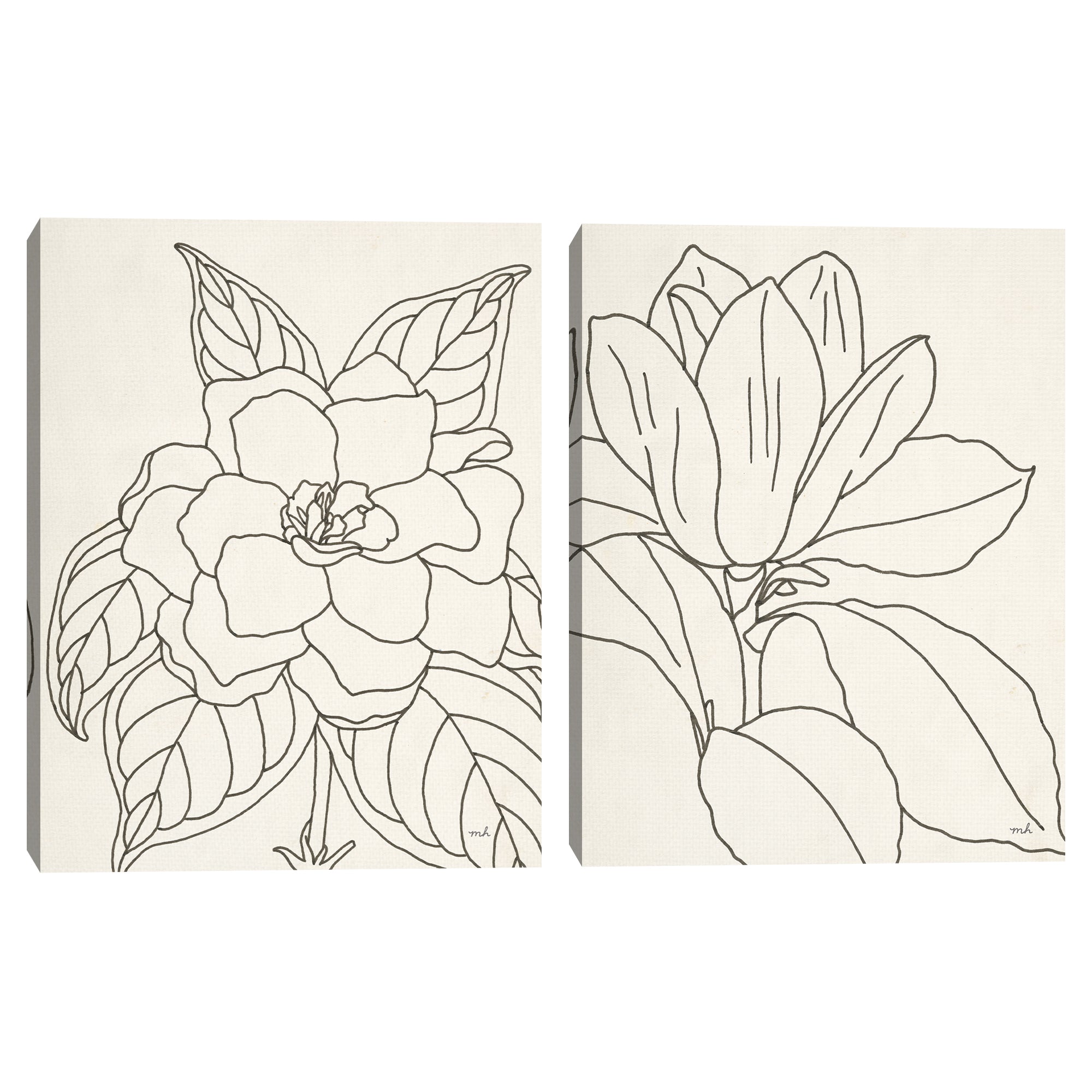 Gardenia & Magnolia Line Drawing Crop